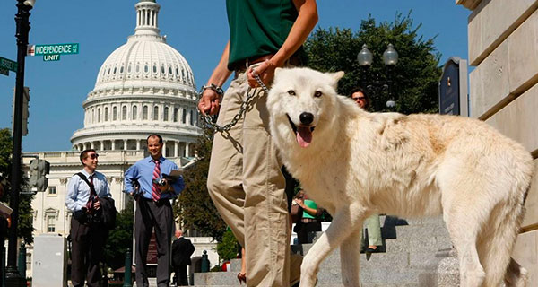 5,000 Gray Wolves Are Better Than None