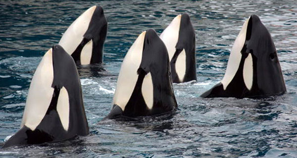 For Killer Whales, Menopause Is Just the Beginning