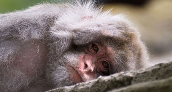 For Monkeys and Humans Alike, Social Status Alters the Body