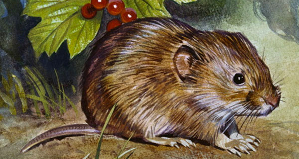 Science Makes Room for Compassionate Rodents